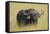 The Fixed Stare-Susann Parker-Framed Stretched Canvas