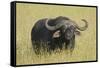 The Fixed Stare-Susann Parker-Framed Stretched Canvas