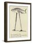 The Fizzgiggious Fish-Edward Lear-Framed Giclee Print