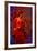 The Flamenco Dancer-Steven Boone-Framed Photographic Print