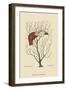 The Flamingo's Bill-Mark Catesby-Framed Art Print