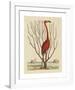 The Flamingo-Mark Catesby-Framed Premium Giclee Print