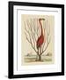 The Flamingo-Mark Catesby-Framed Premium Giclee Print