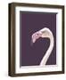 The Flamingo-Design Fabrikken-Framed Photographic Print