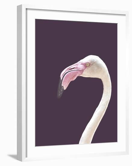 The Flamingo-Design Fabrikken-Framed Photographic Print