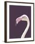 The Flamingo-Design Fabrikken-Framed Photographic Print