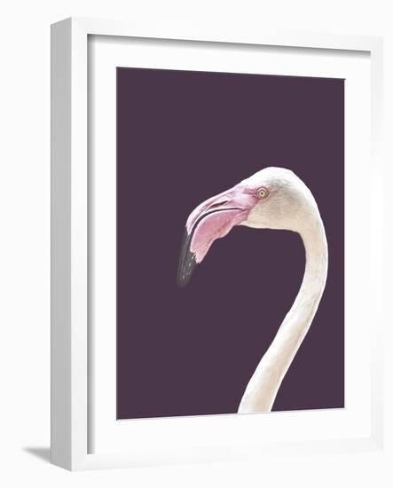 The Flamingo-Design Fabrikken-Framed Photographic Print