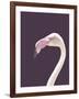 The Flamingo-Design Fabrikken-Framed Photographic Print