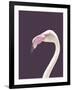 The Flamingo-Design Fabrikken-Framed Photographic Print