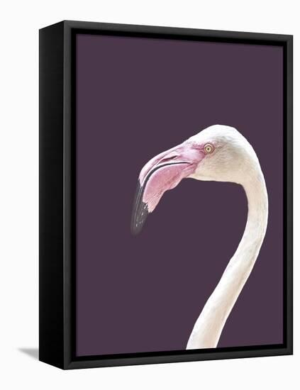 The Flamingo-Design Fabrikken-Framed Stretched Canvas