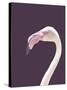 The Flamingo-Design Fabrikken-Stretched Canvas