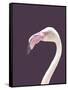 The Flamingo-Design Fabrikken-Framed Stretched Canvas