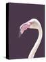 The Flamingo-Design Fabrikken-Stretched Canvas