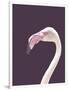 The Flamingo-Design Fabrikken-Framed Photographic Print