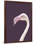 The Flamingo-Design Fabrikken-Framed Photographic Print