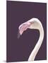 The Flamingo-Design Fabrikken-Mounted Photographic Print
