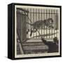 The Flitting at the Zoological Gardens, Removing the Big Male Tiger to His New Quarters-null-Framed Stretched Canvas