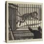 The Flitting at the Zoological Gardens, Removing the Big Male Tiger to His New Quarters-null-Stretched Canvas