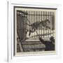 The Flitting at the Zoological Gardens, Removing the Big Male Tiger to His New Quarters-null-Framed Giclee Print