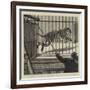 The Flitting at the Zoological Gardens, Removing the Big Male Tiger to His New Quarters-null-Framed Giclee Print