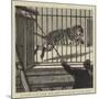 The Flitting at the Zoological Gardens, Removing the Big Male Tiger to His New Quarters-null-Mounted Giclee Print