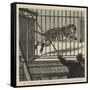 The Flitting at the Zoological Gardens, Removing the Big Male Tiger to His New Quarters-null-Framed Stretched Canvas