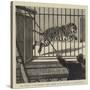 The Flitting at the Zoological Gardens, Removing the Big Male Tiger to His New Quarters-null-Stretched Canvas