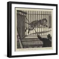 The Flitting at the Zoological Gardens, Removing the Big Male Tiger to His New Quarters-null-Framed Giclee Print