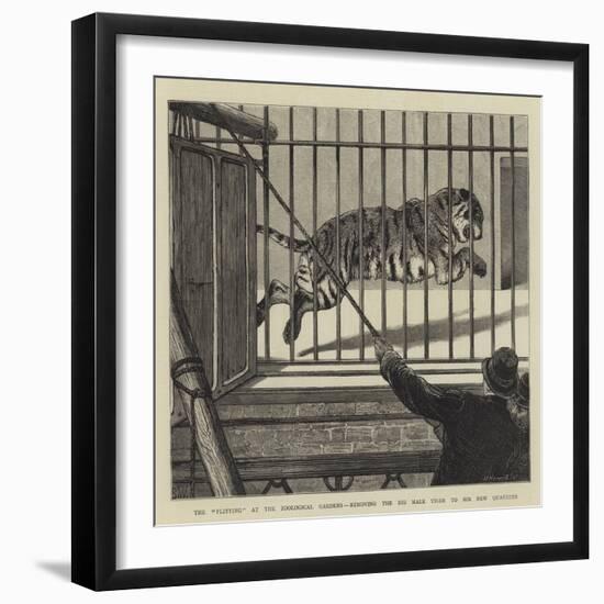 The Flitting at the Zoological Gardens, Removing the Big Male Tiger to His New Quarters-null-Framed Giclee Print