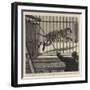 The Flitting at the Zoological Gardens, Removing the Big Male Tiger to His New Quarters-null-Framed Giclee Print