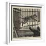 The Flitting at the Zoological Gardens, Removing the Big Male Tiger to His New Quarters-null-Framed Giclee Print