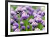 The Flower of Garlic Photographed by a close Up-rsooll-Framed Photographic Print