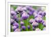 The Flower of Garlic Photographed by a close Up-rsooll-Framed Photographic Print