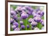 The Flower of Garlic Photographed by a close Up-rsooll-Framed Photographic Print