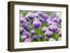 The Flower of Garlic Photographed by a close Up-rsooll-Framed Photographic Print