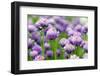 The Flower of Garlic Photographed by a close Up-rsooll-Framed Photographic Print