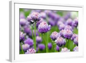 The Flower of Garlic Photographed by a close Up-rsooll-Framed Photographic Print