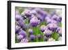 The Flower of Garlic Photographed by a close Up-rsooll-Framed Photographic Print