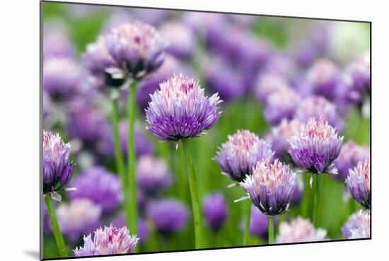 The Flower of Garlic Photographed by a close Up-rsooll-Mounted Photographic Print