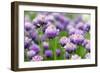 The Flower of Garlic Photographed by a close Up-rsooll-Framed Photographic Print