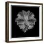 The Flower of tail-Andi Halil-Framed Photographic Print
