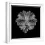 The Flower of tail-Andi Halil-Framed Photographic Print