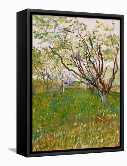 The Flowering Orchard, 1888-Vincent van Gogh-Framed Stretched Canvas
