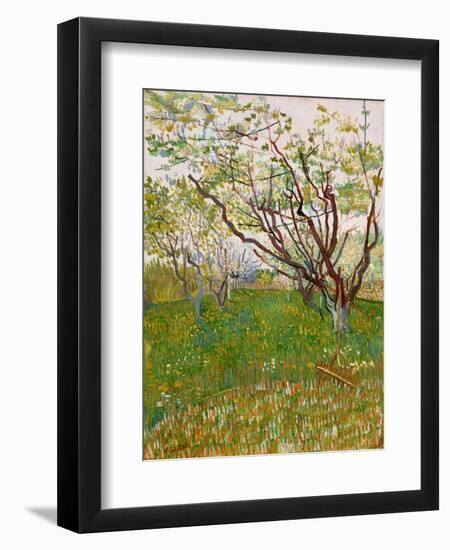 The Flowering Orchard, 1888-Vincent van Gogh-Framed Premium Giclee Print