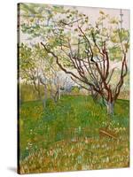 The Flowering Orchard, 1888-Vincent van Gogh-Stretched Canvas