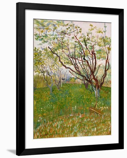 The Flowering Orchard, 1888-Vincent van Gogh-Framed Giclee Print