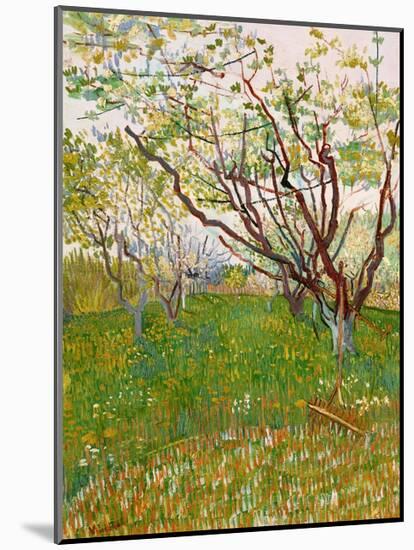 The Flowering Orchard-Vincent van Gogh-Mounted Art Print