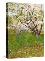 The Flowering Orchard-Vincent van Gogh-Stretched Canvas