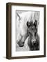 The Foal-Jacky Parker-Framed Photographic Print