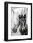 The Foal-Jacky Parker-Framed Photographic Print